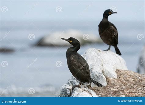 歐洲蜈蚣|European shag